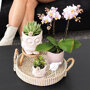 Roze orchidee en groene planten in rieten schaal
